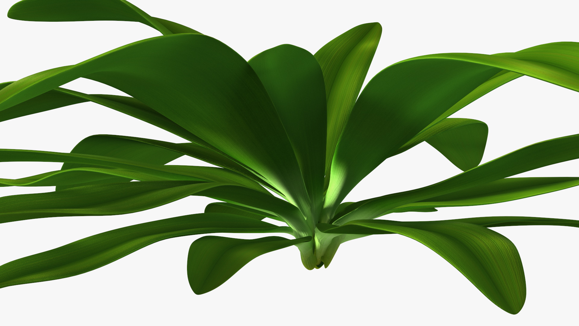 3D Tropical Plant Glauca Cordyline