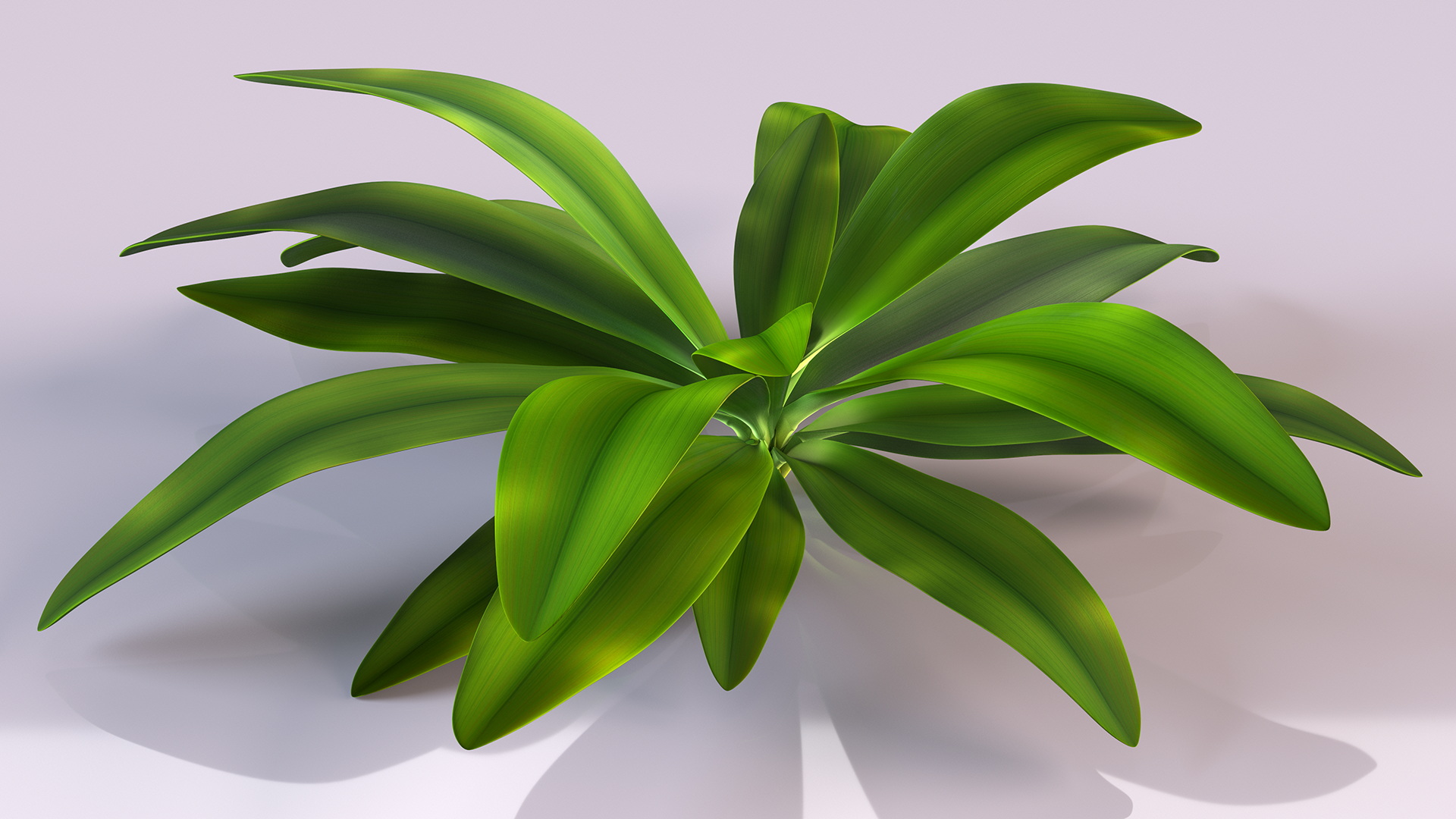 3D Tropical Plant Glauca Cordyline