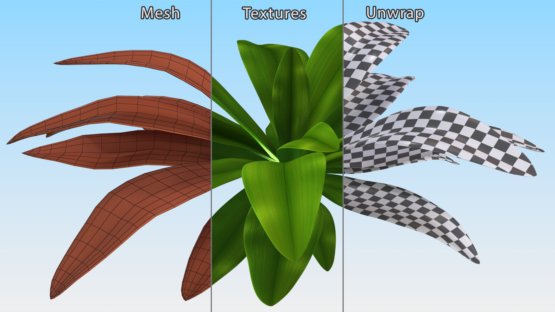 3D Tropical Plant Glauca Cordyline