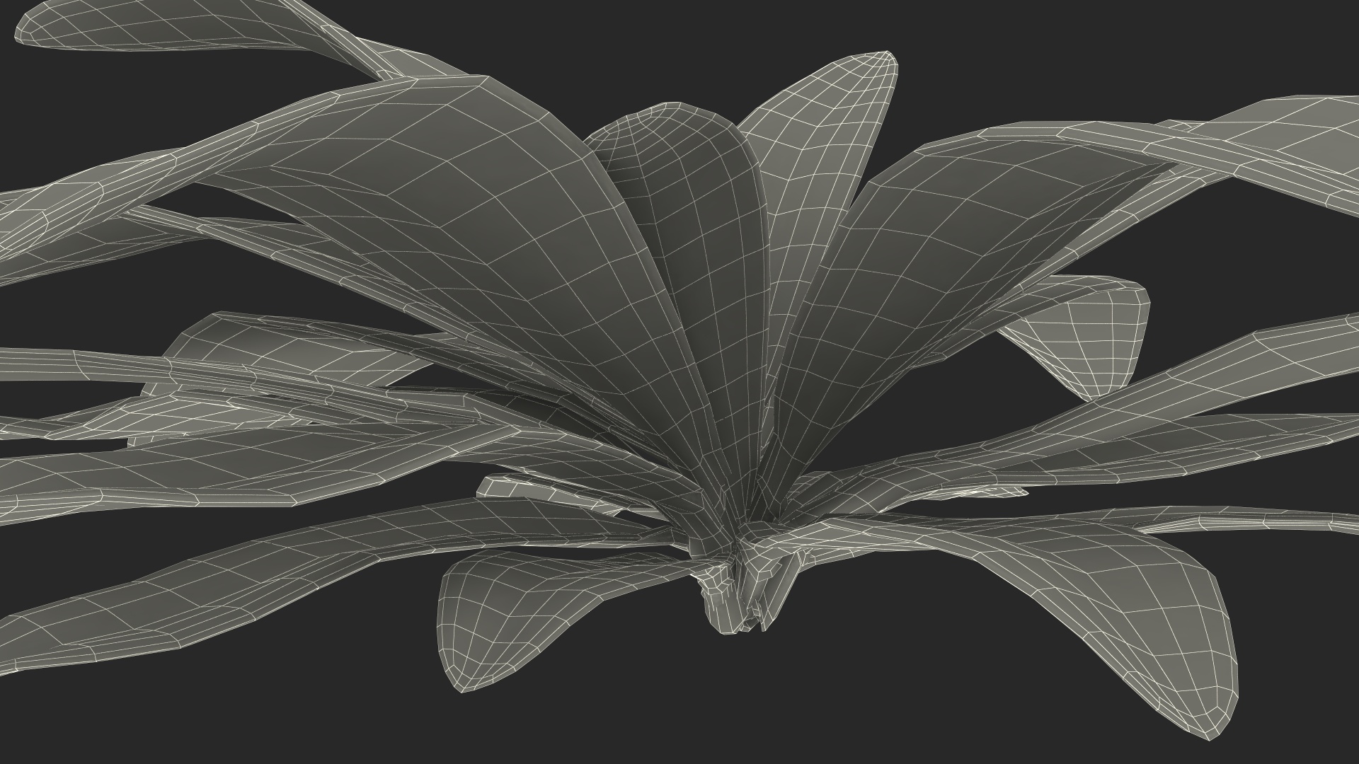 3D Tropical Plant Glauca Cordyline
