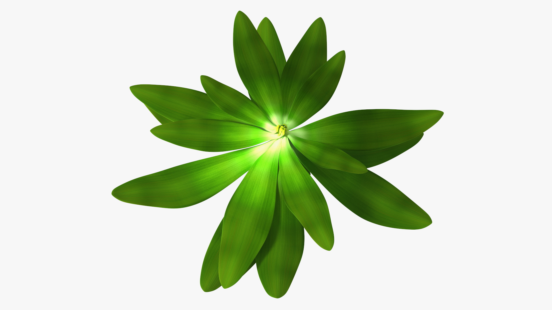3D Tropical Plant Glauca Cordyline