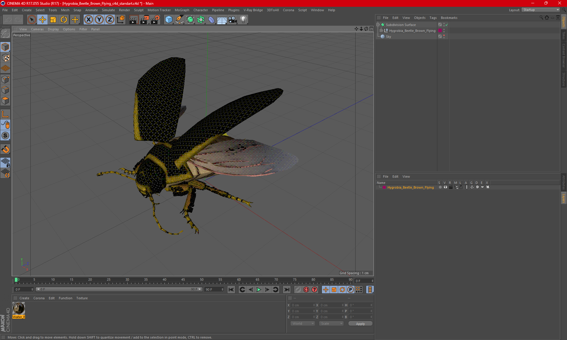 3D Hygrobia Beetle Brown Flying model