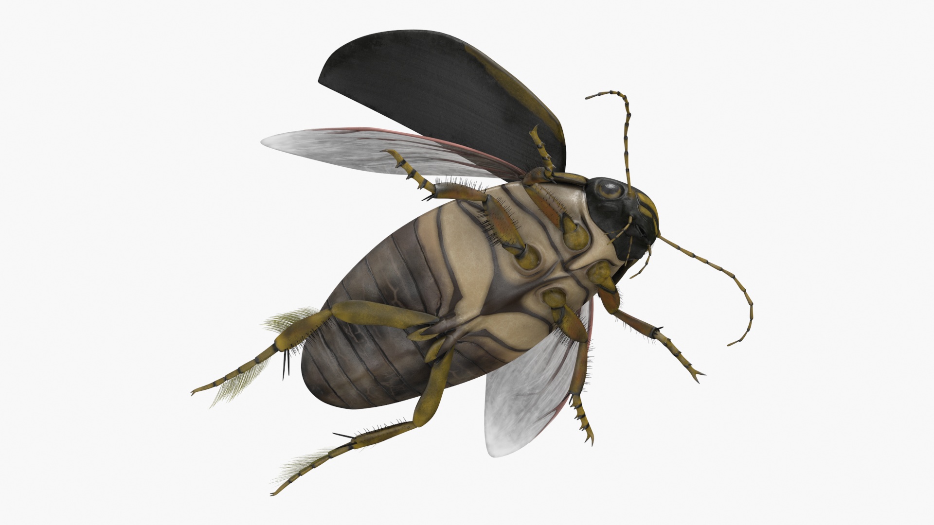 3D Hygrobia Beetle Brown Flying model