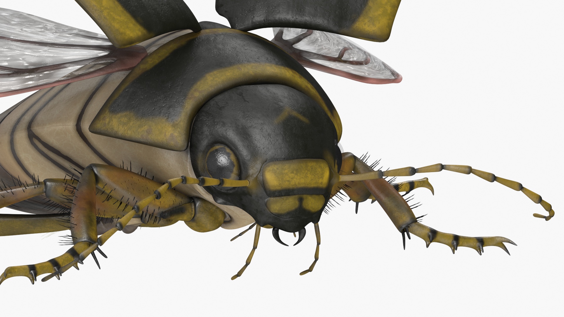 3D Hygrobia Beetle Brown Flying model