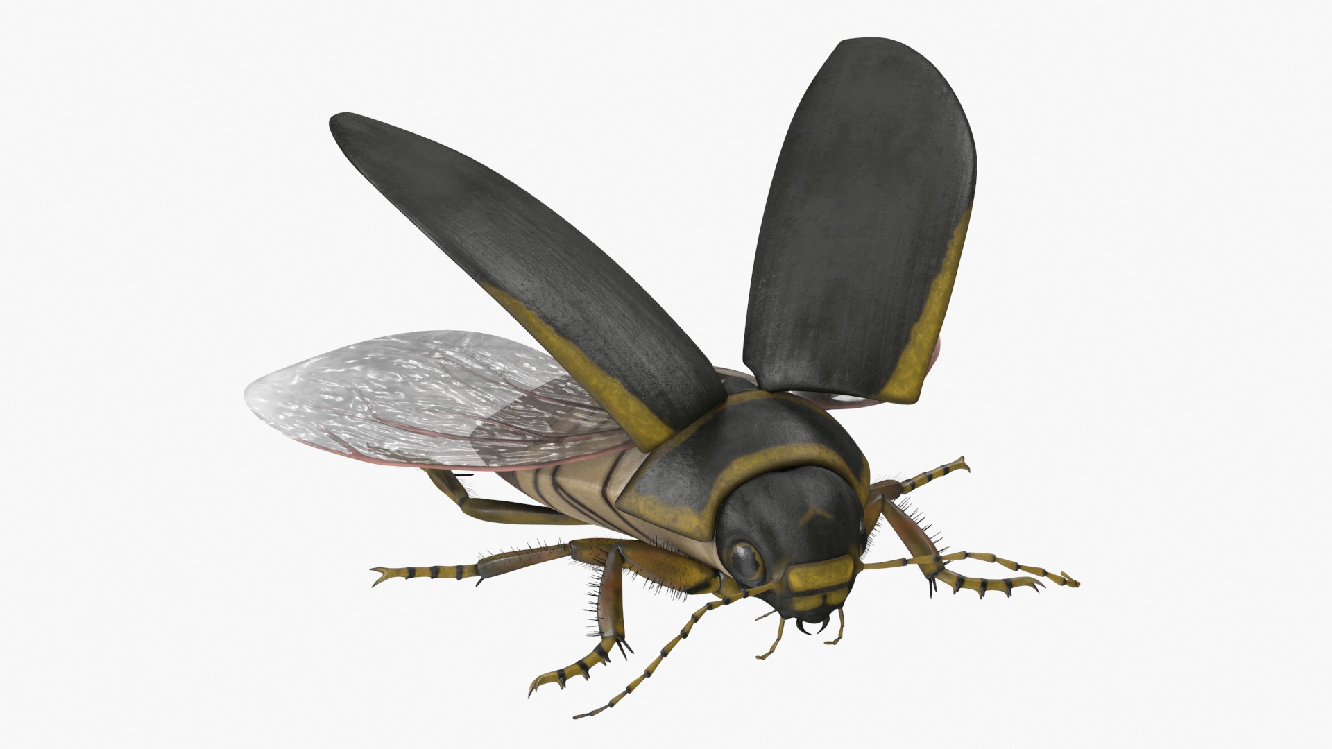 3D Hygrobia Beetle Brown Flying model