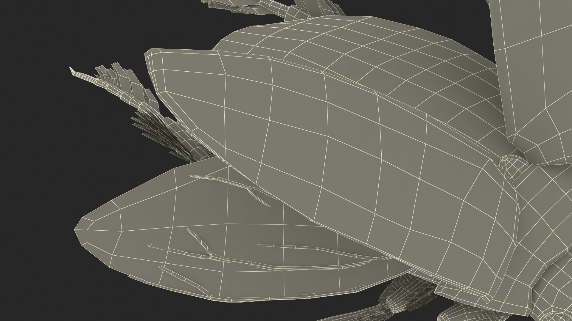 3D Hygrobia Beetle Brown Flying model