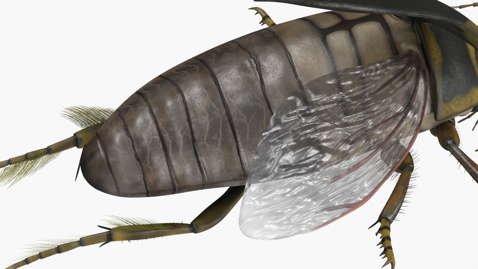3D Hygrobia Beetle Brown Flying model