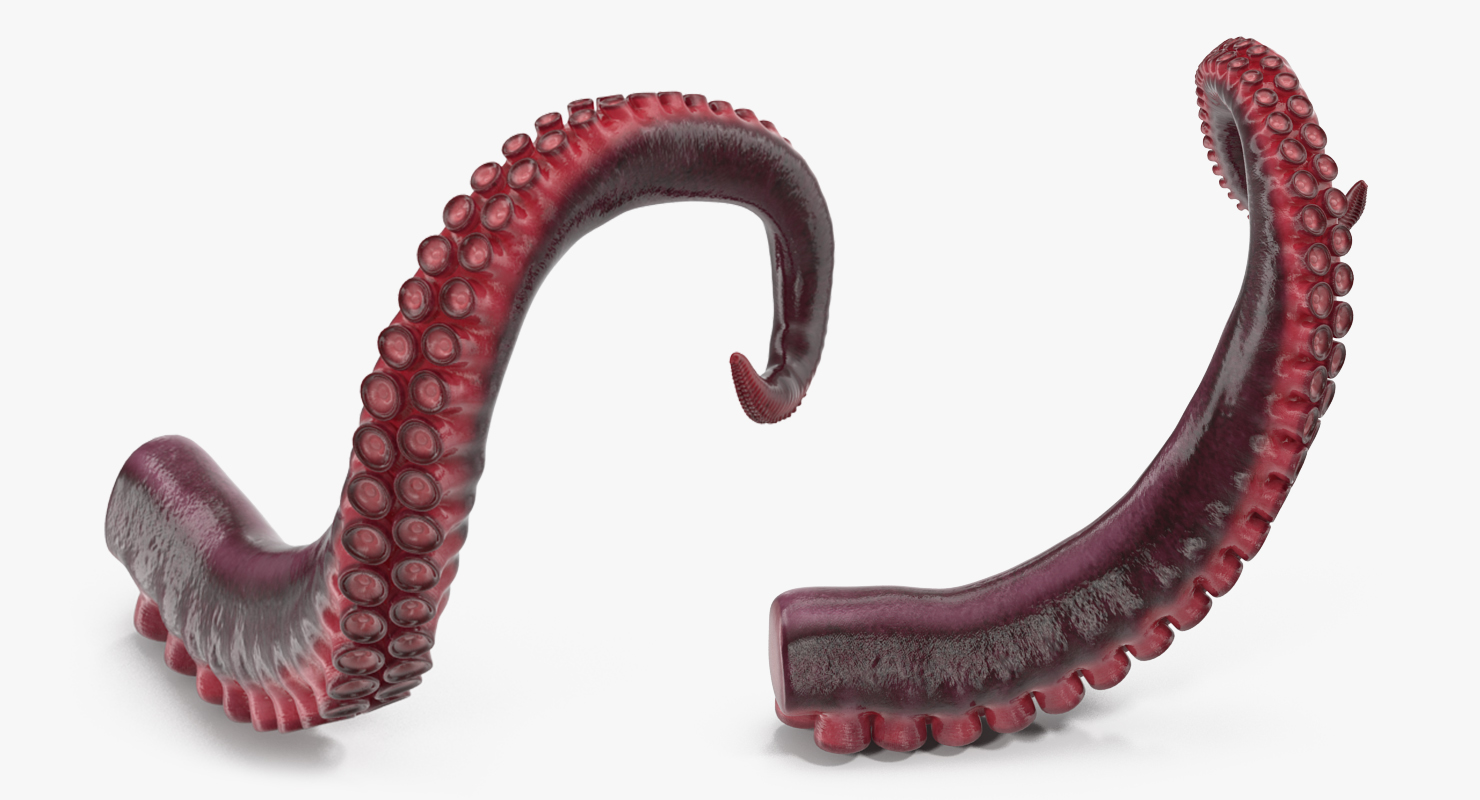 Tentacle of Octopus 3D model