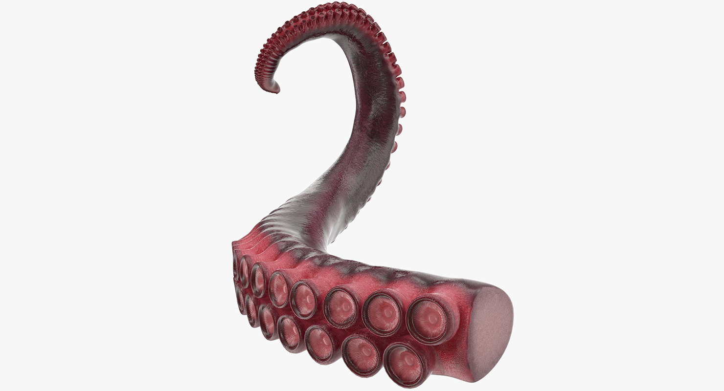 Tentacle of Octopus 3D model