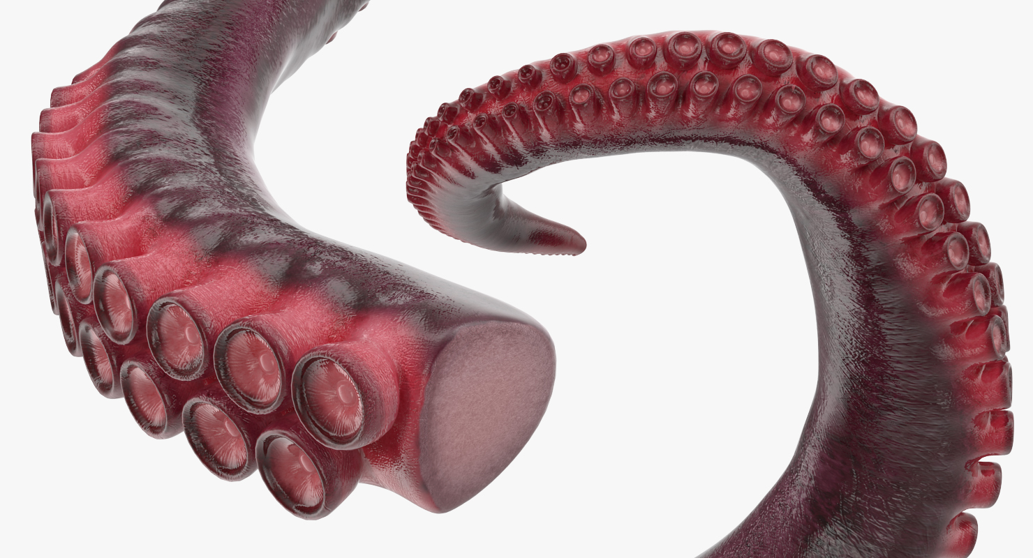 Tentacle of Octopus 3D model