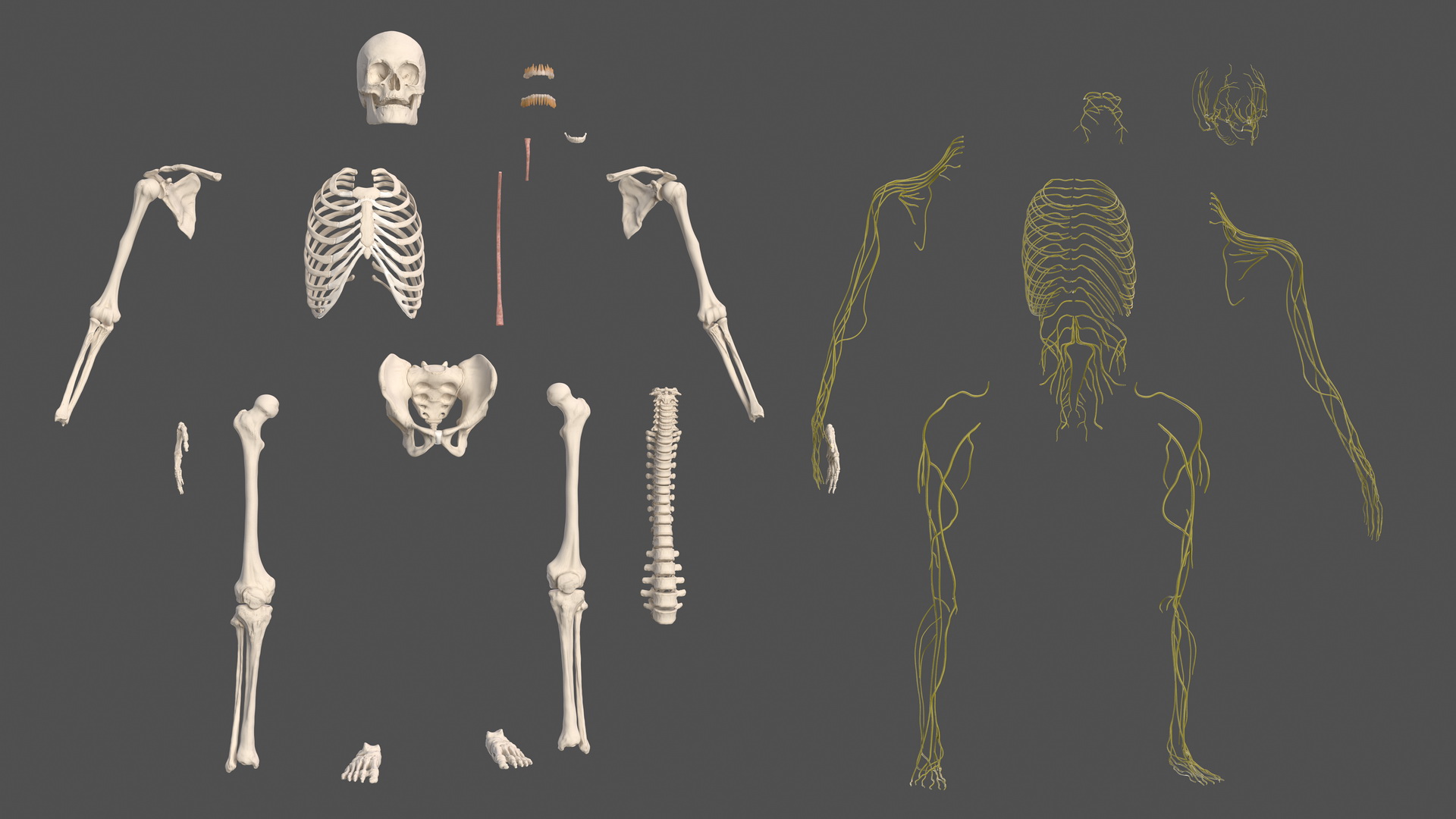 Male Skeleton and Nervous System 3D