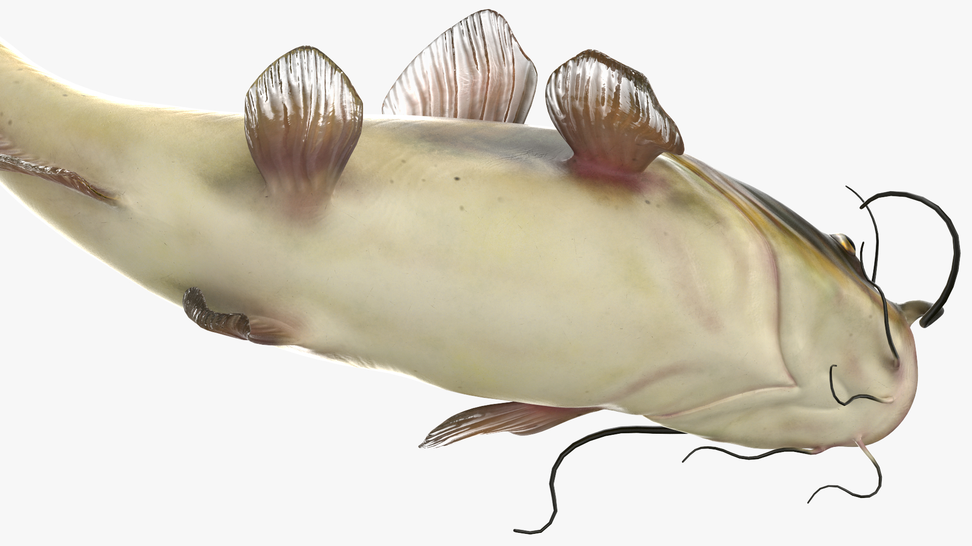 Channel Catfish Swimming Pose 3D model