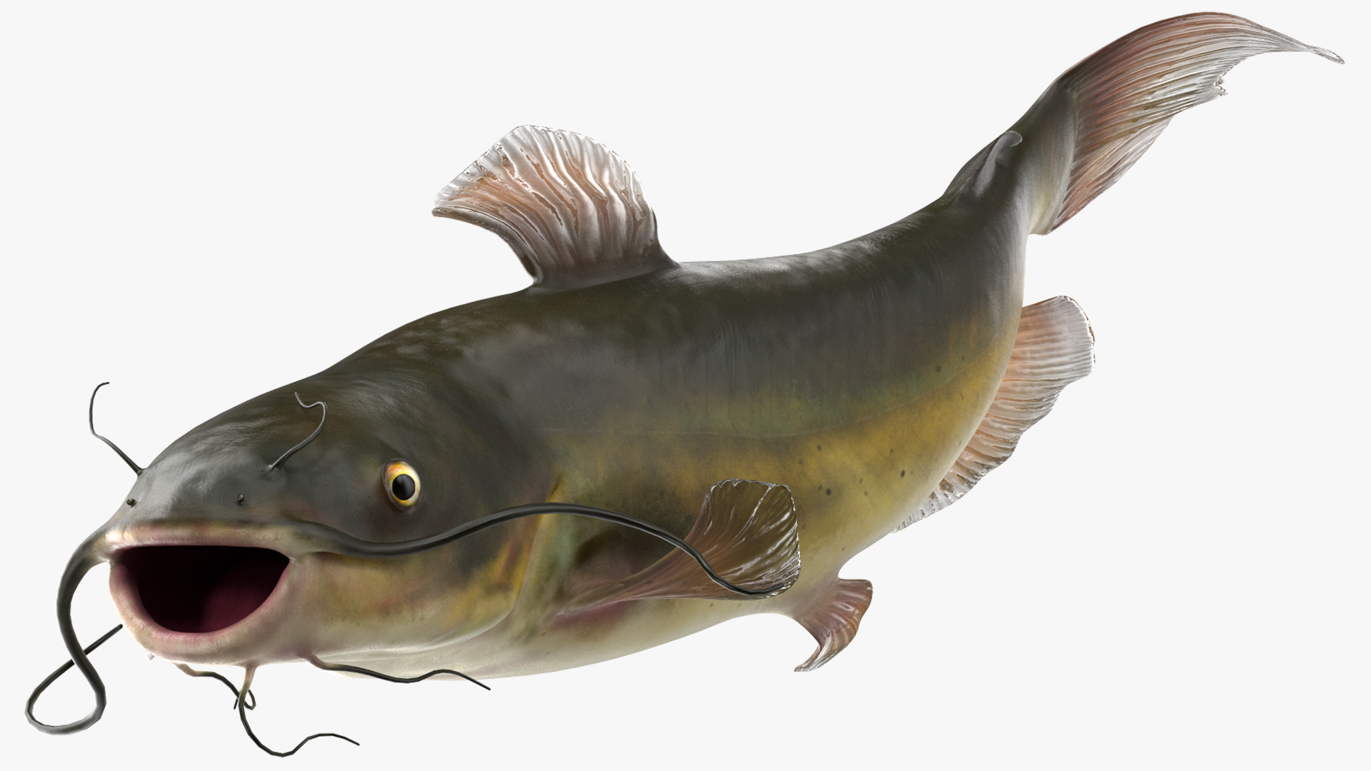 Channel Catfish Swimming Pose 3D model