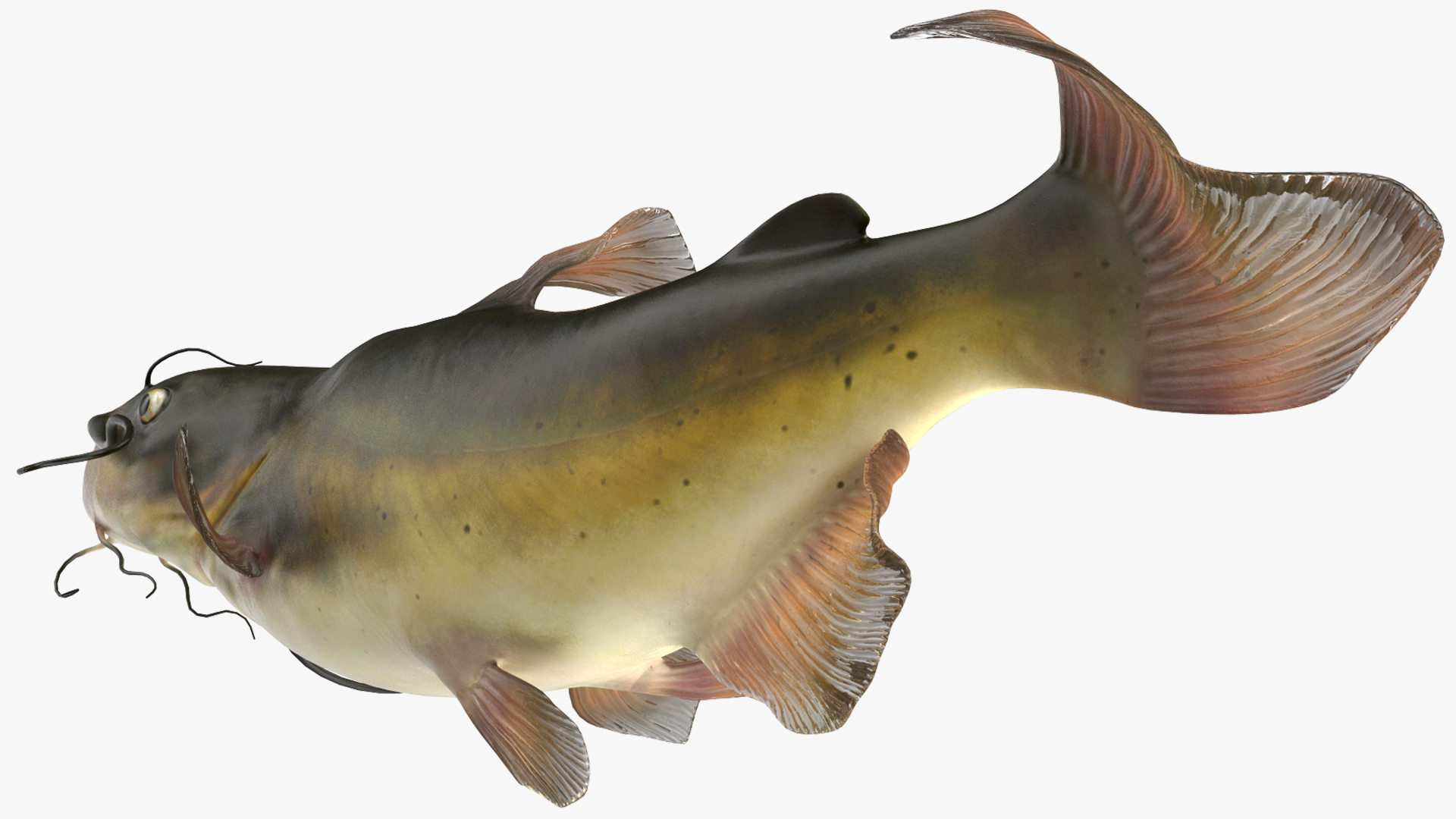 Channel Catfish Swimming Pose 3D model