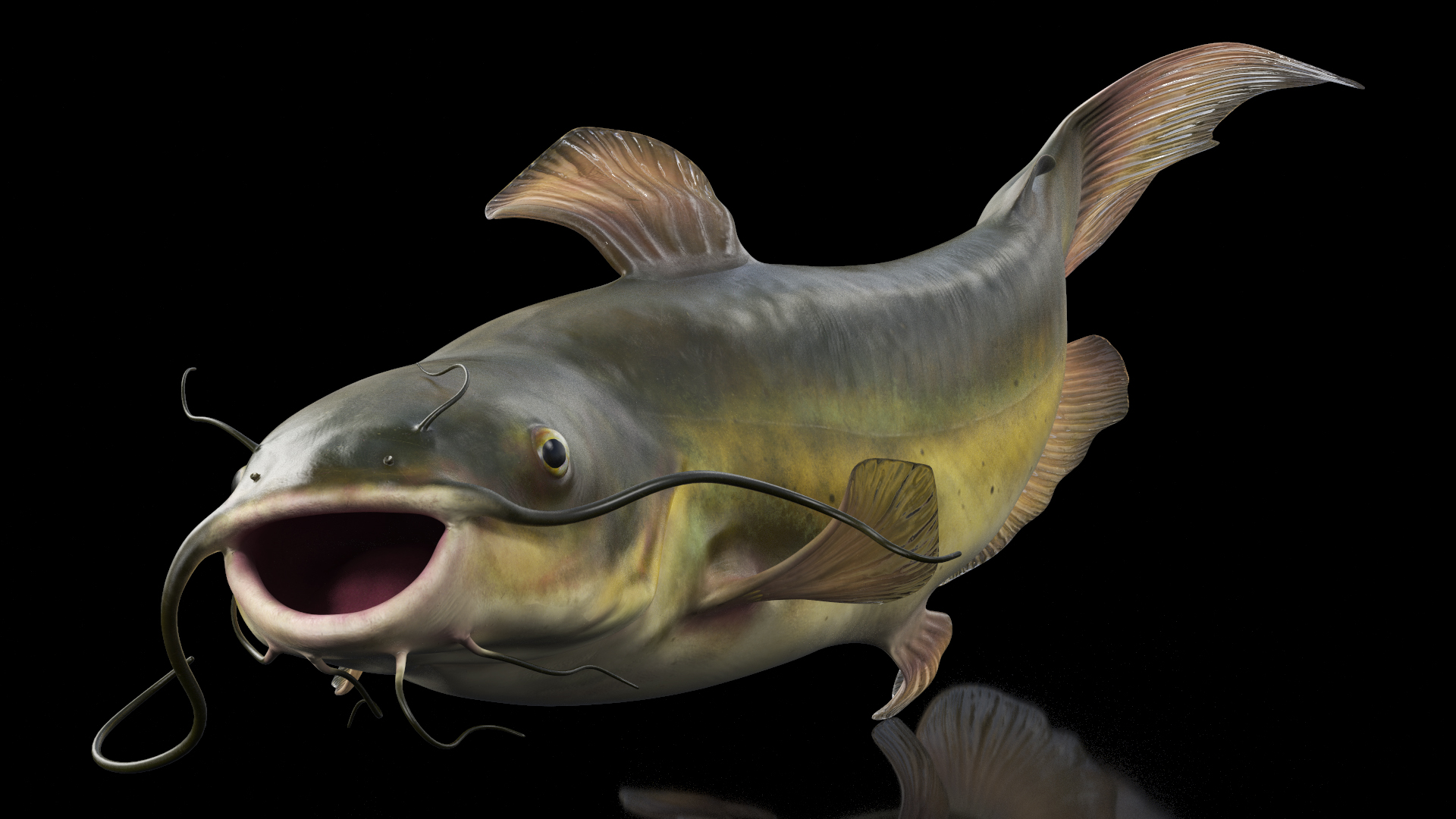 Channel Catfish Swimming Pose 3D model