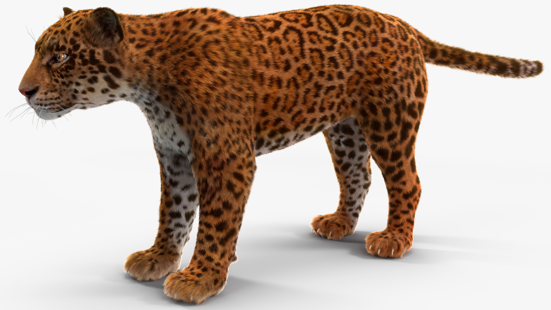 3D model Jaguar Fur
