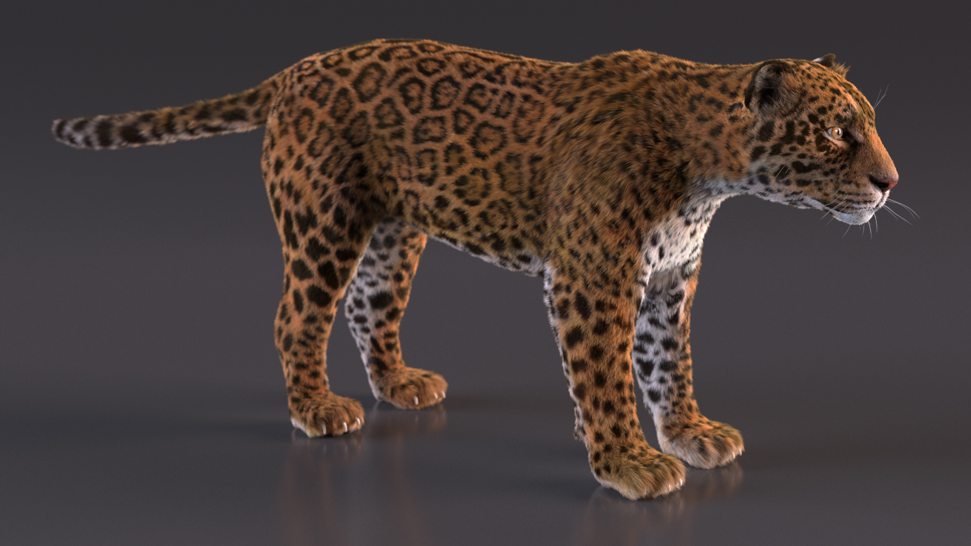 3D model Jaguar Fur