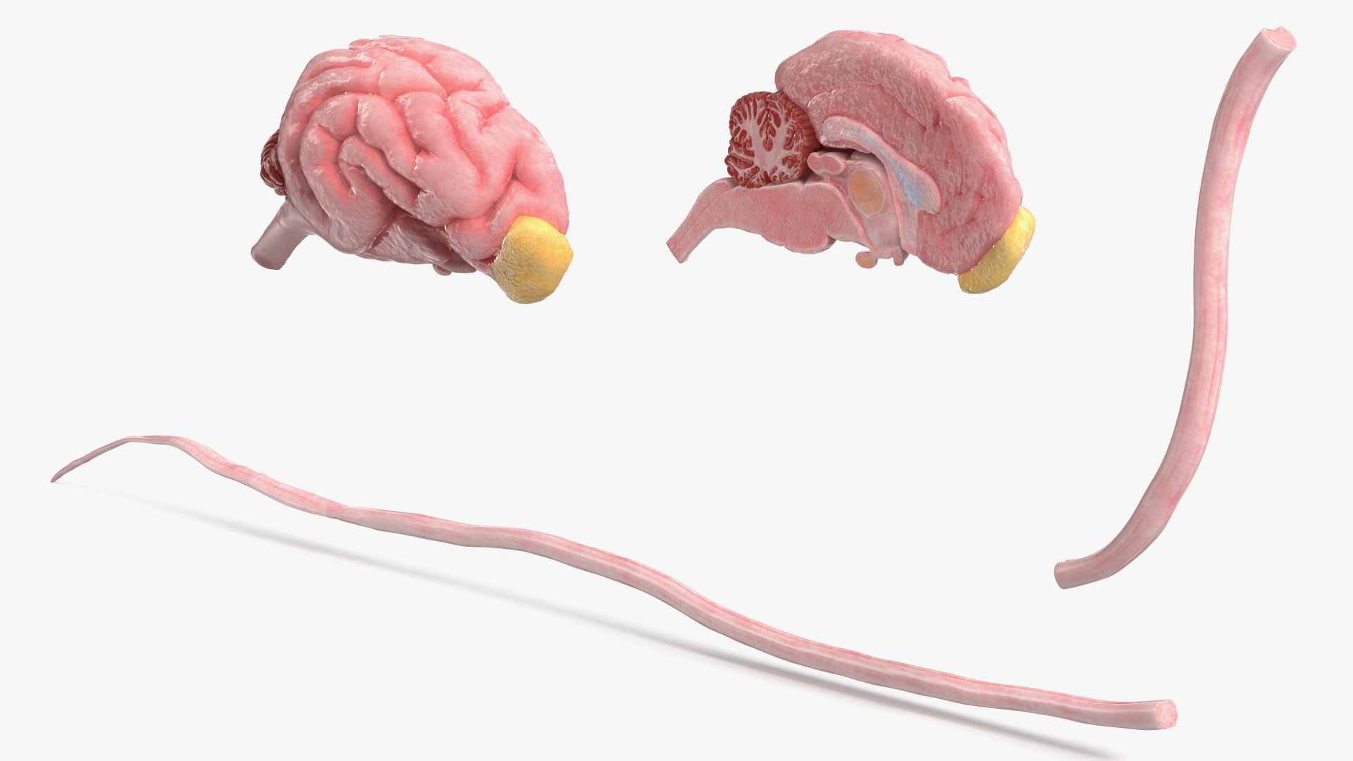 Dog Brain with Spinal Cord Anatomy - view 8