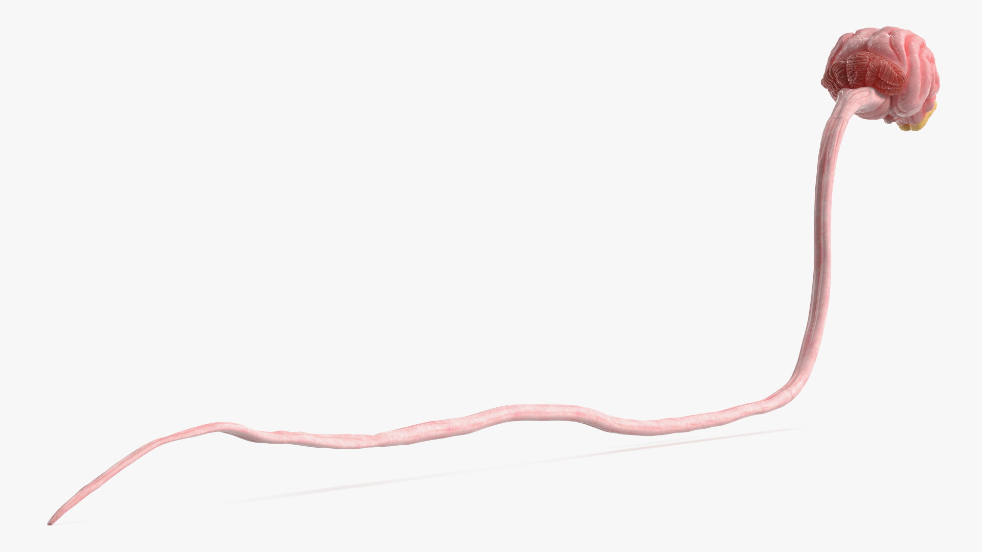 Dog Brain with Spinal Cord Anatomy - view 4