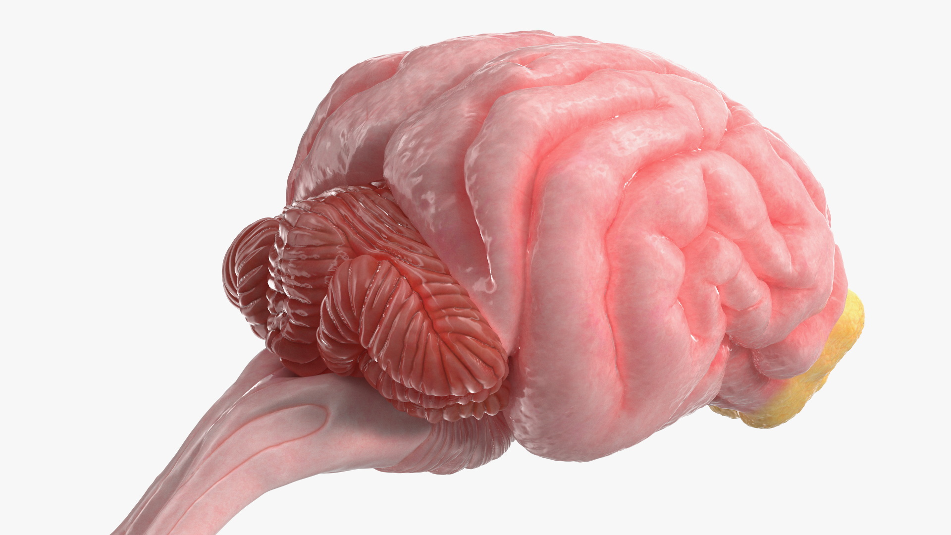 Dog Brain with Spinal Cord Anatomy - view 5