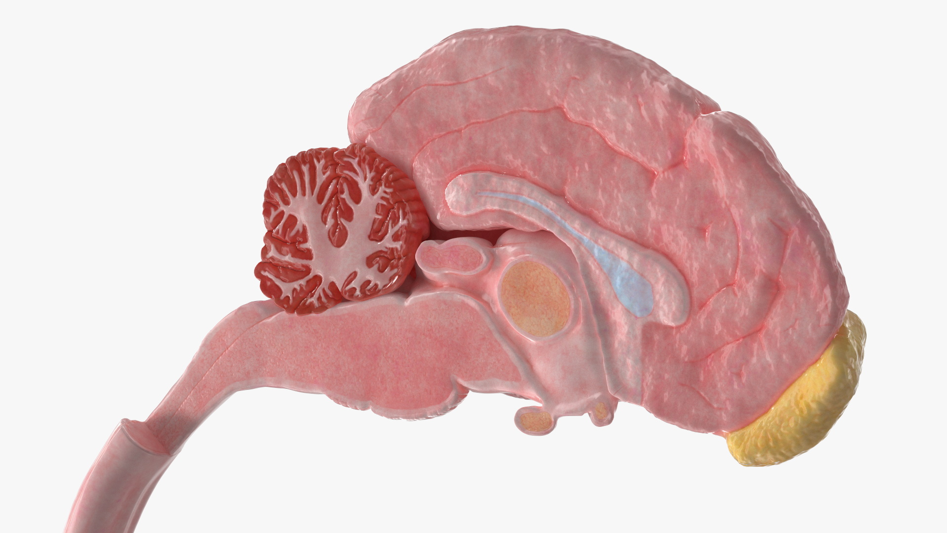 Dog Brain with Spinal Cord Anatomy - view 7