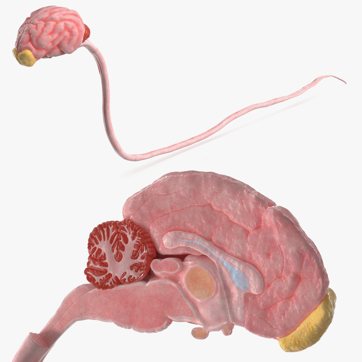 Dog Brain with Spinal Cord Anatomy 3D model preview