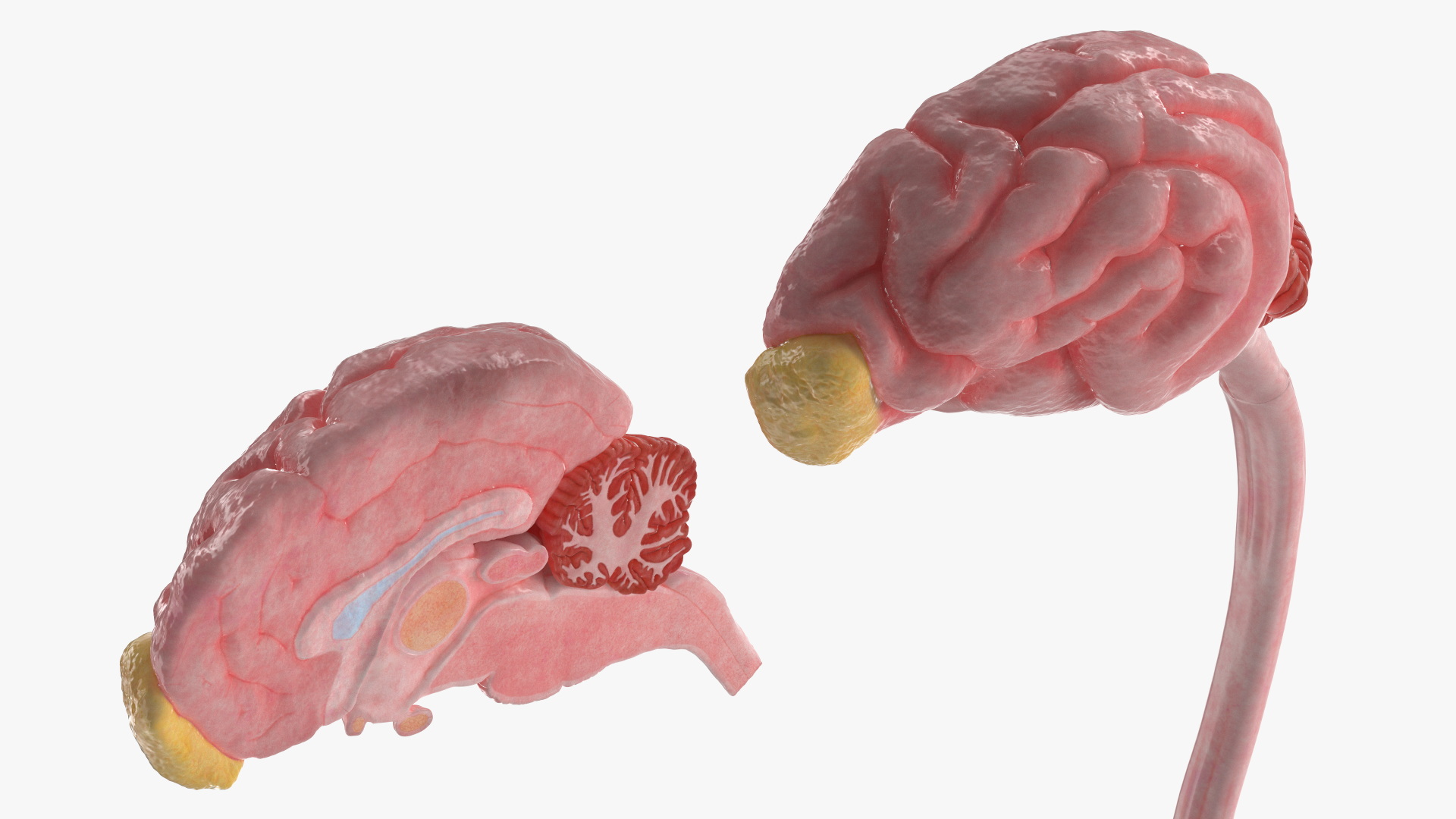 Dog Brain with Spinal Cord Anatomy - view 6