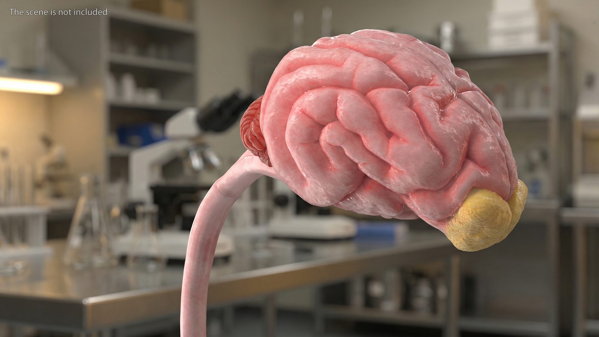 Dog Brain with Spinal Cord Anatomy - view 3