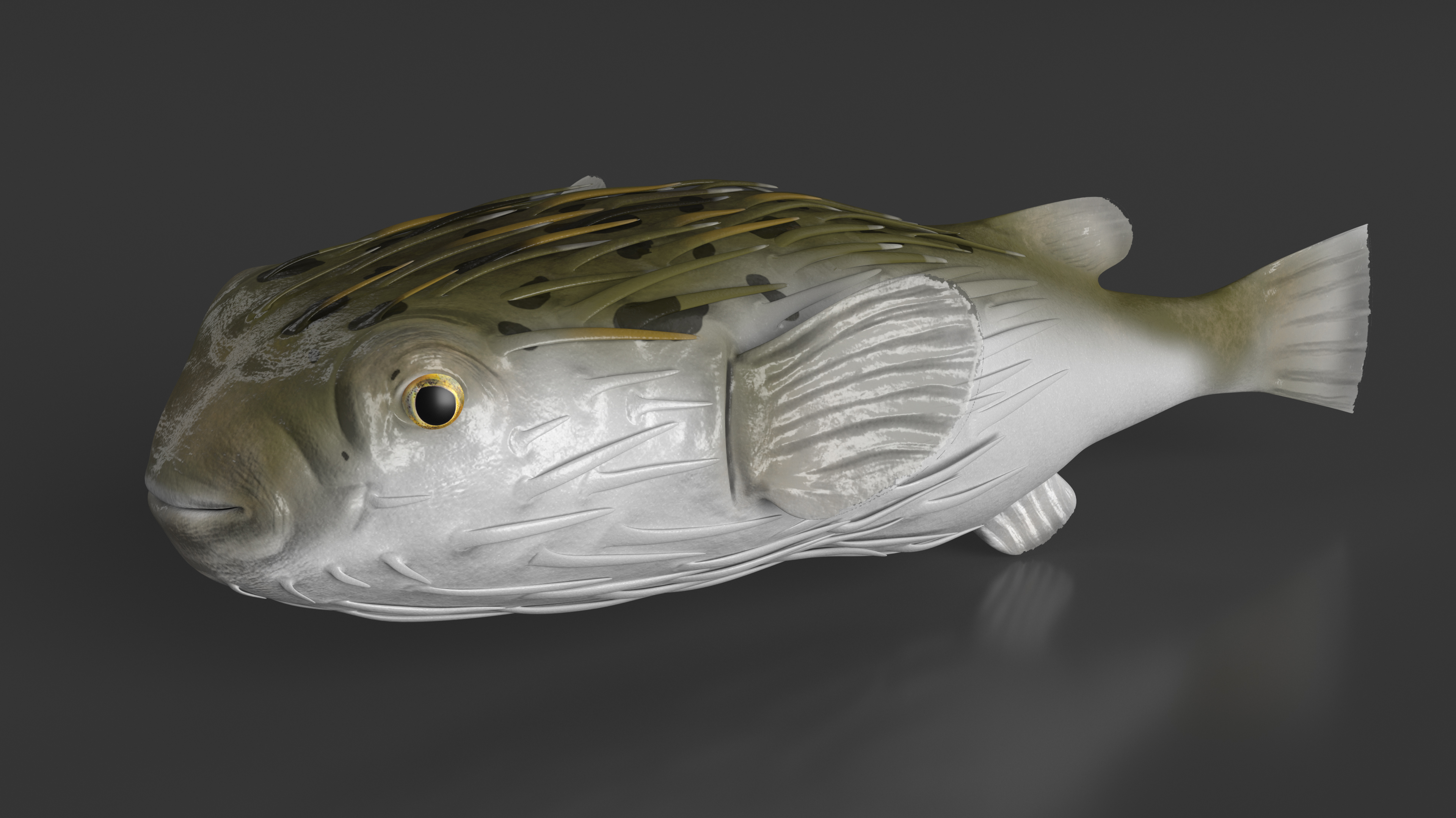 3D Puffer Fish