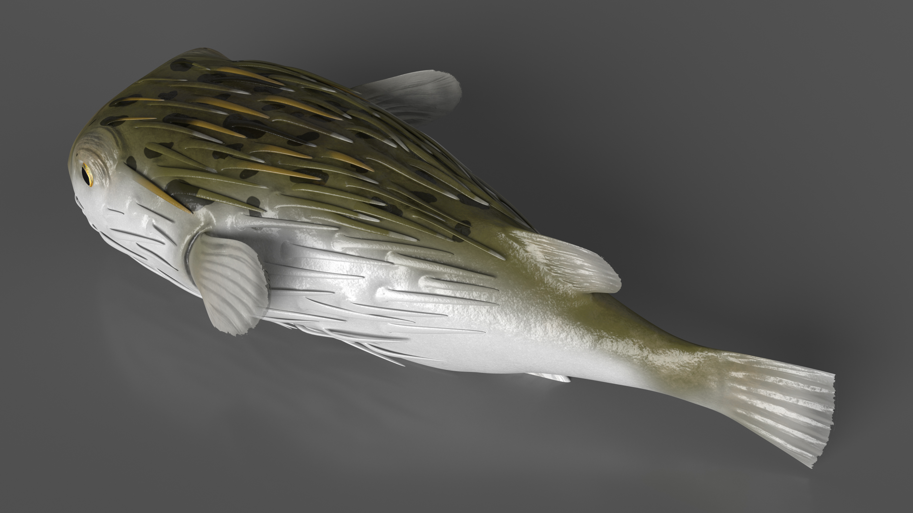 3D Puffer Fish