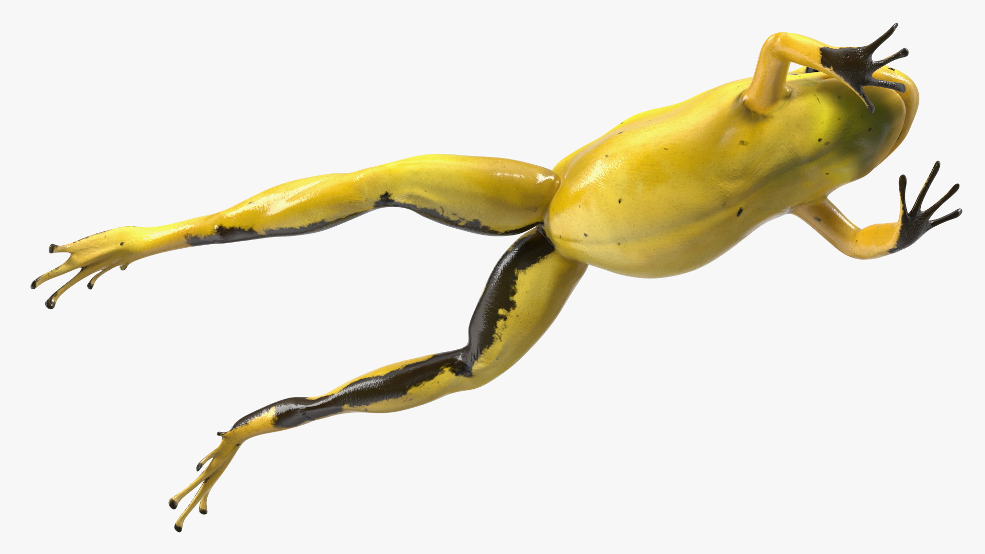 Golden Dart Frog Rigged for Maya 3D