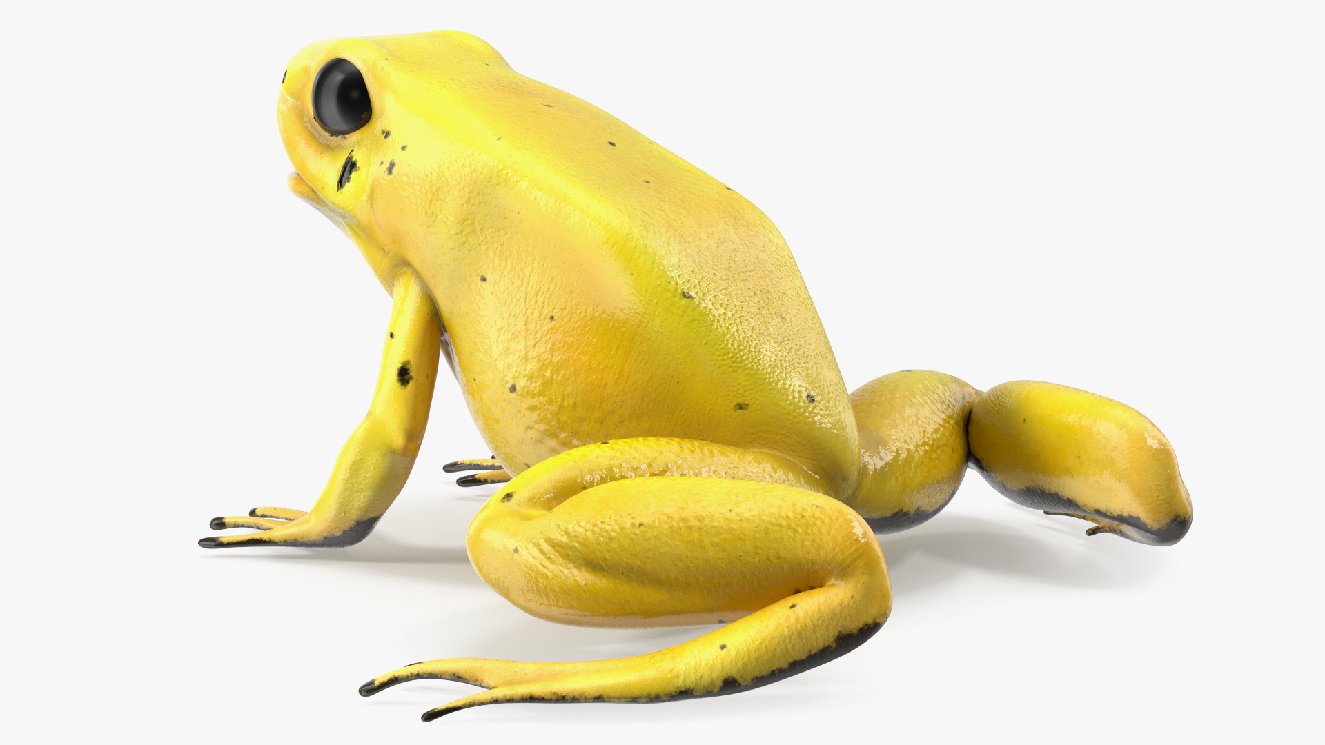 Golden Dart Frog Rigged for Maya 3D