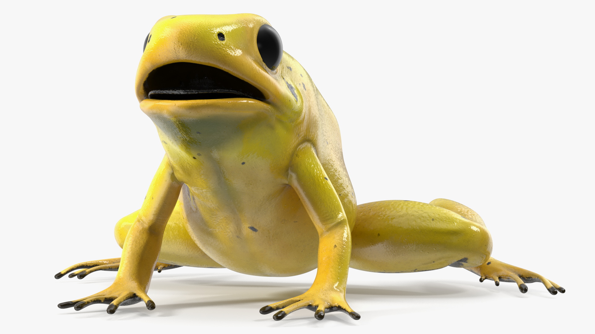 Golden Dart Frog Rigged for Maya 3D