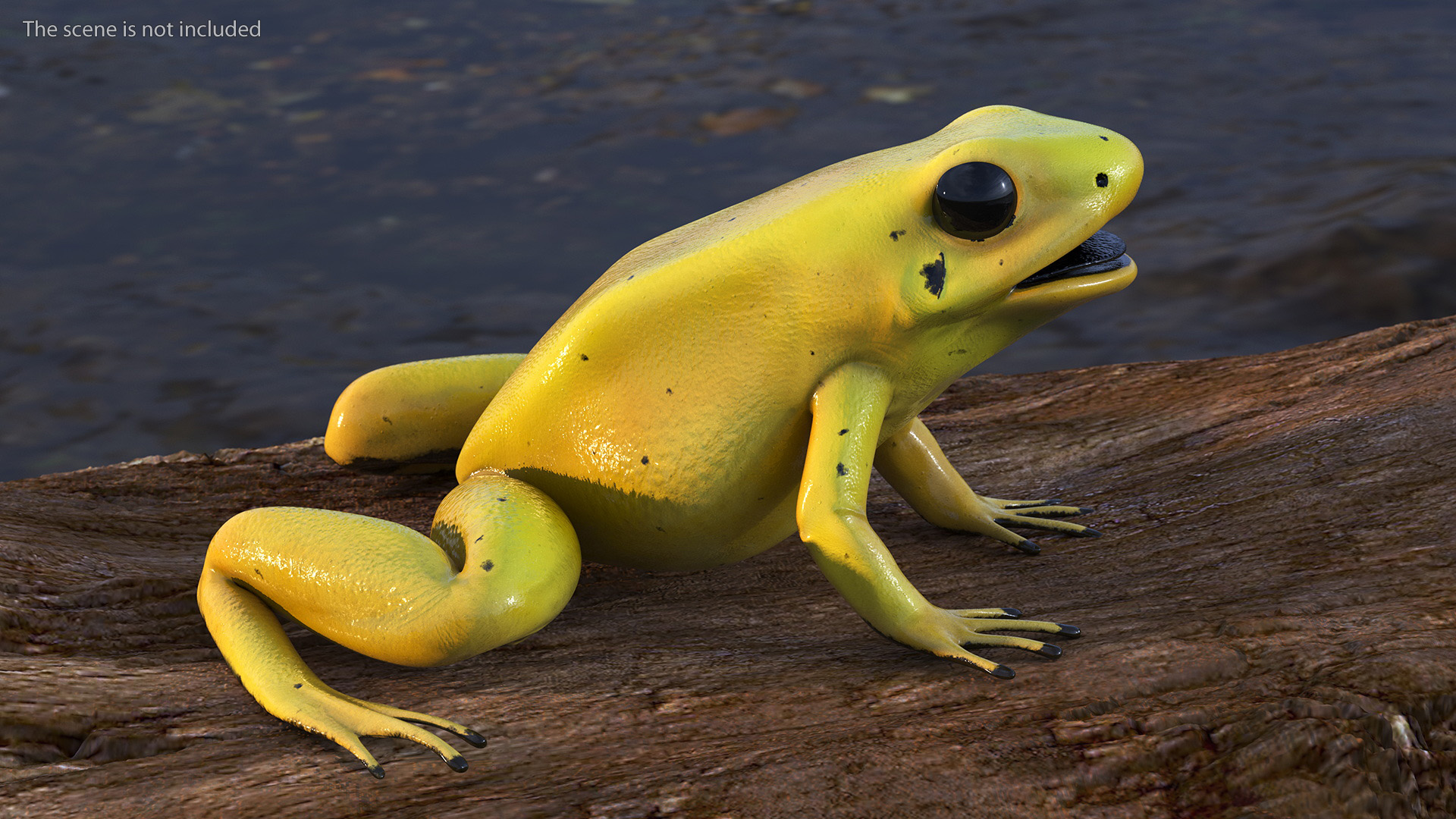 Golden Dart Frog Rigged for Maya 3D