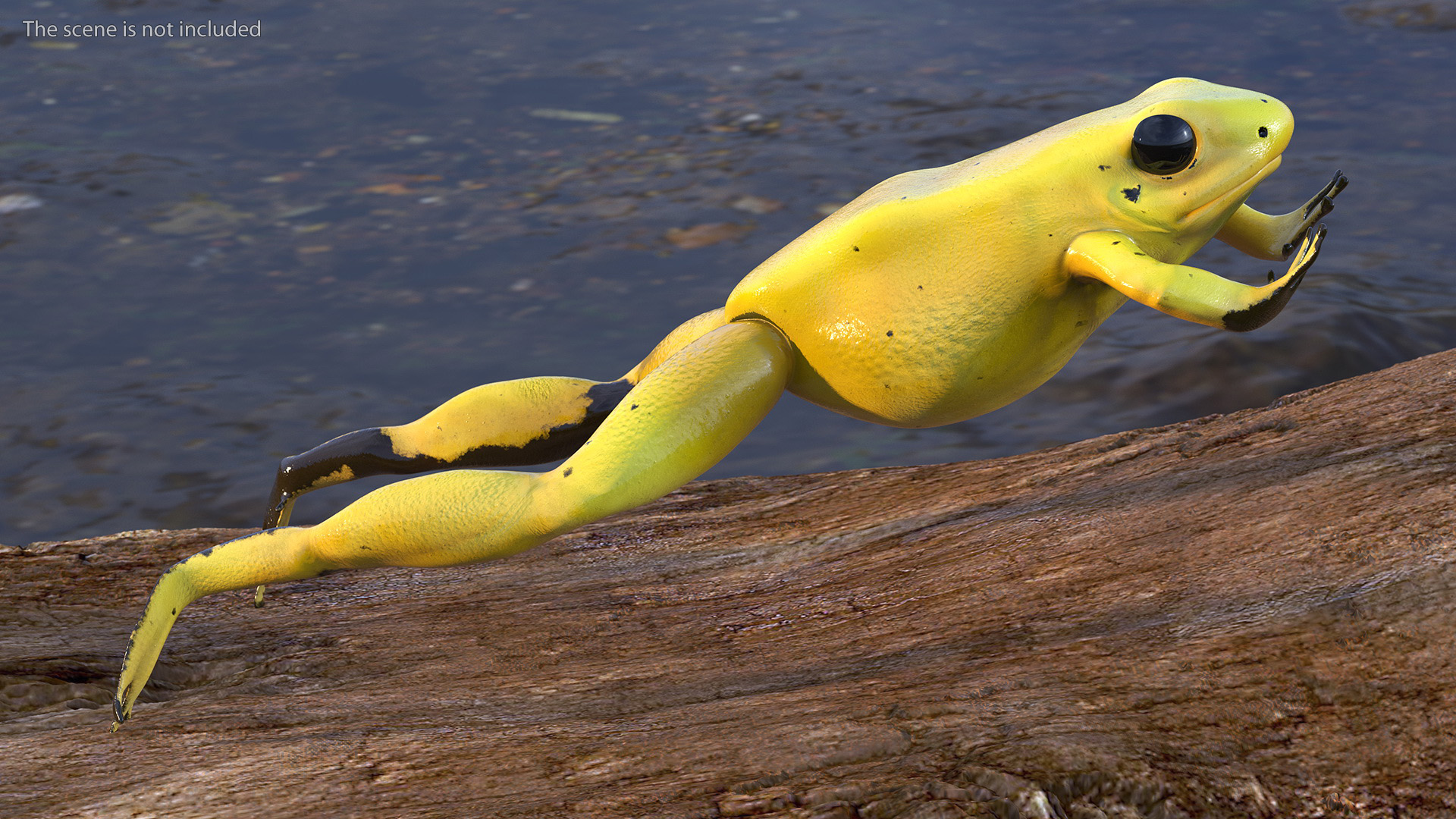 Golden Dart Frog Rigged for Maya 3D