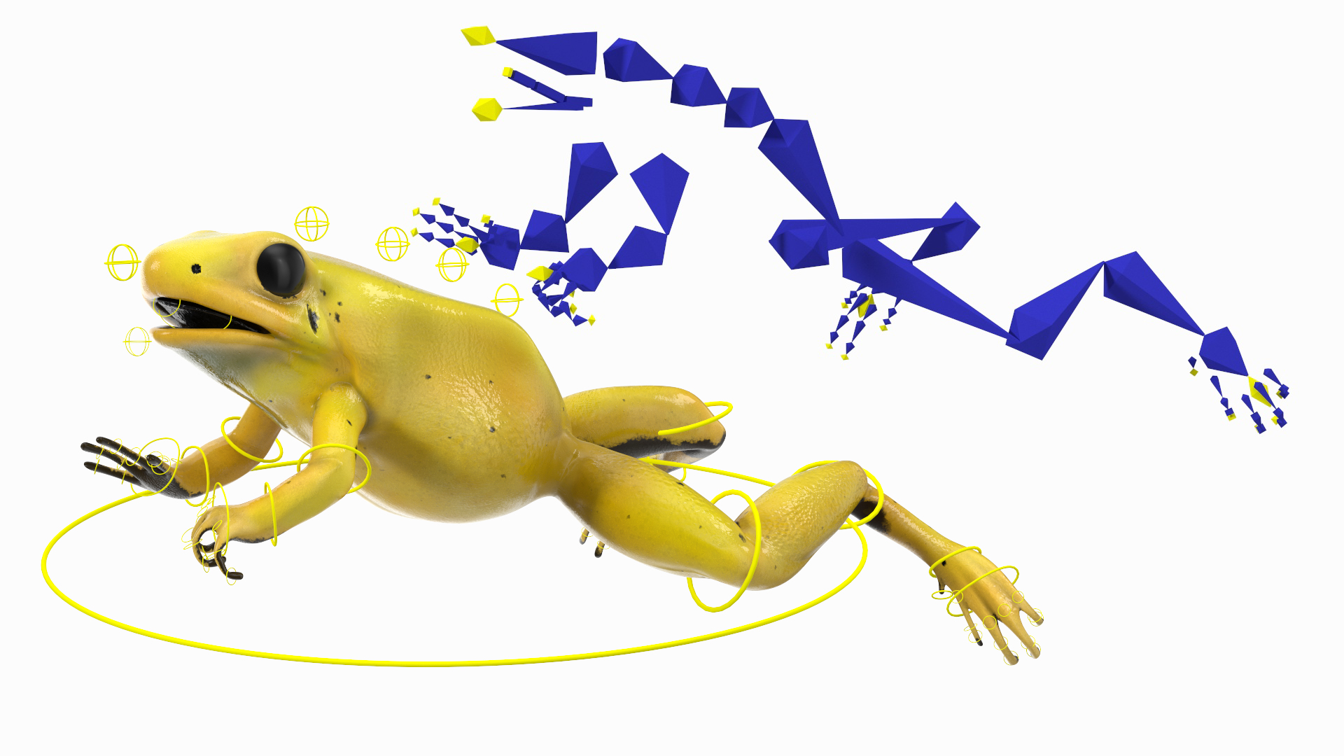 Golden Dart Frog Rigged for Maya 3D