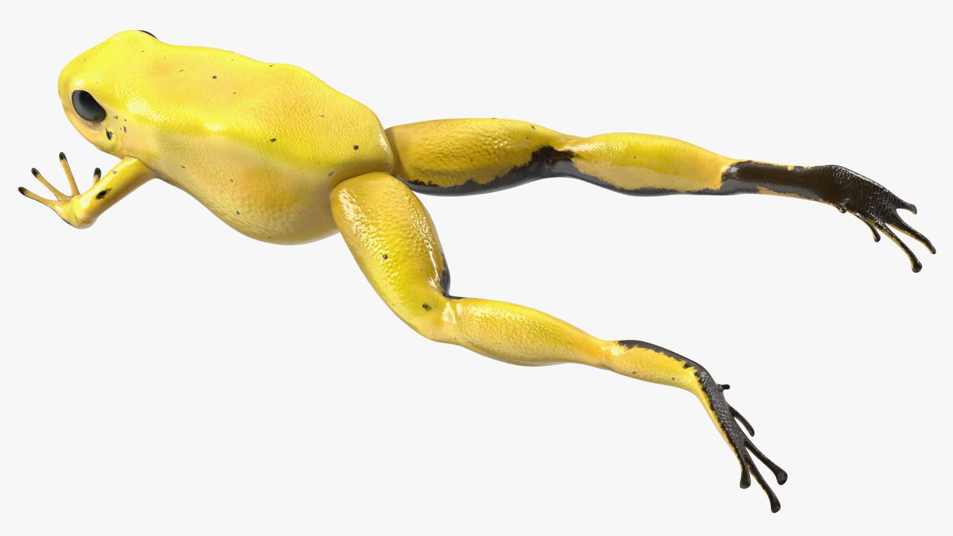 Golden Dart Frog Rigged for Maya 3D