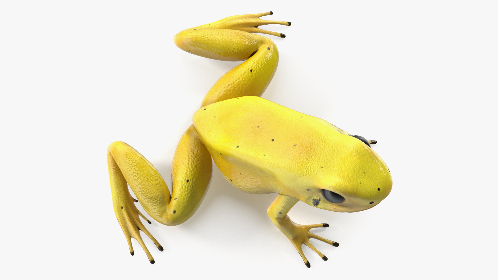 Golden Dart Frog Rigged for Maya 3D