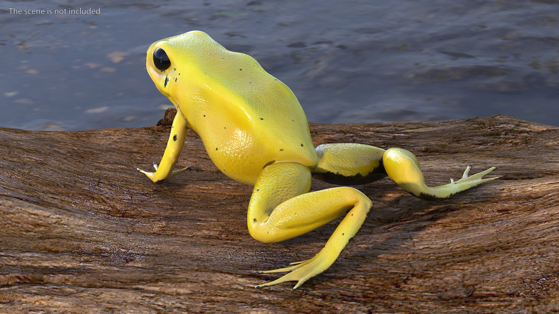 Golden Dart Frog Rigged for Maya 3D
