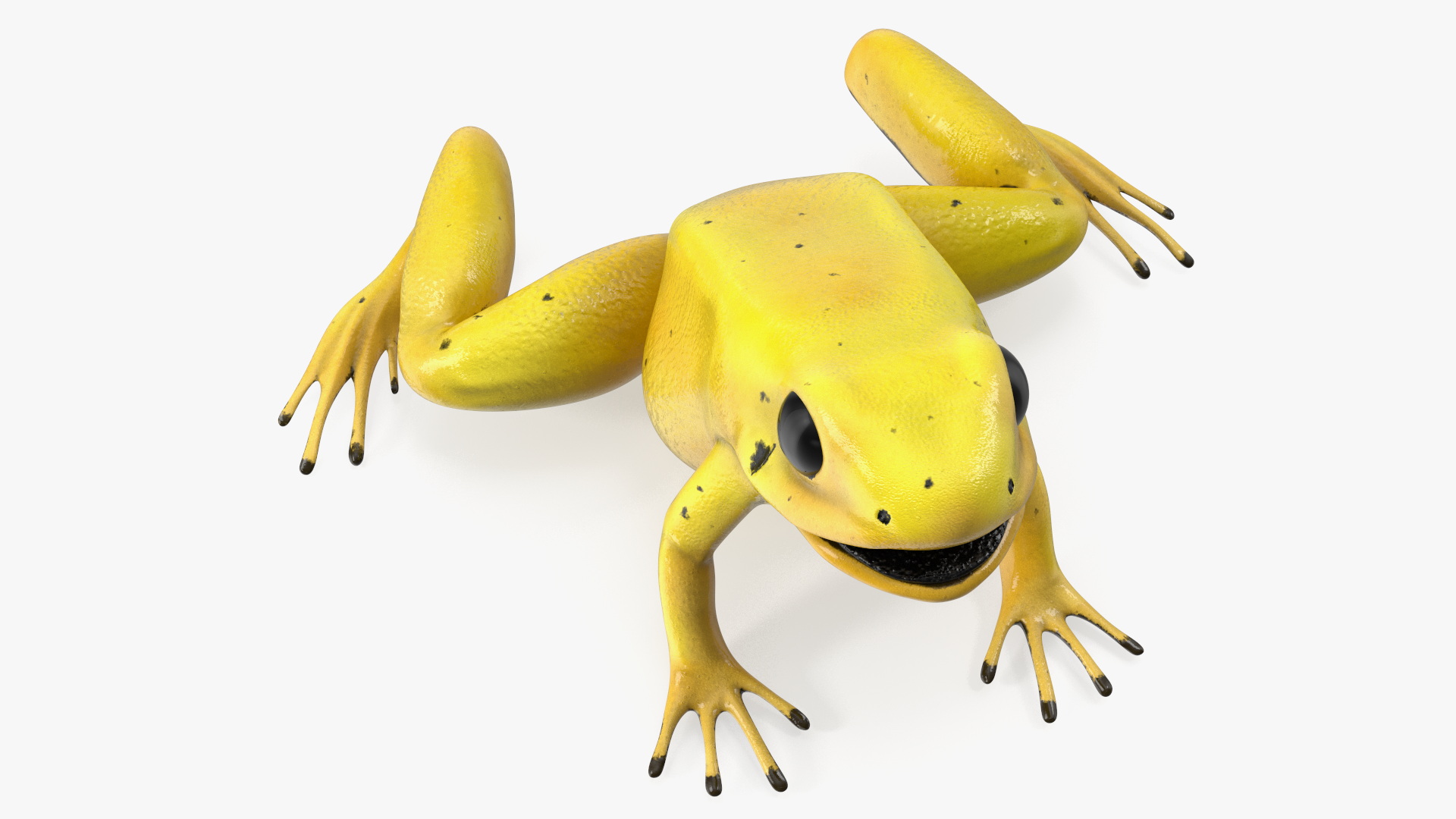 Golden Dart Frog Rigged for Maya 3D