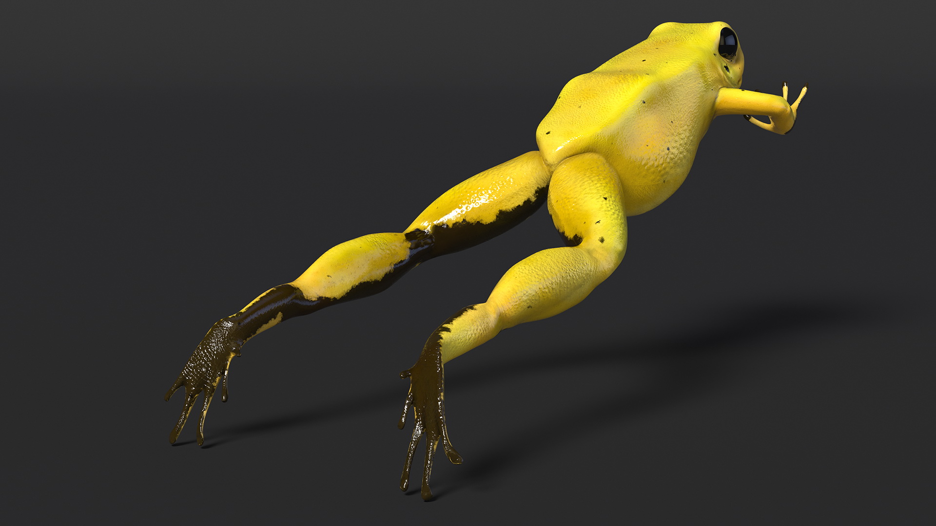 Golden Dart Frog Rigged for Maya 3D