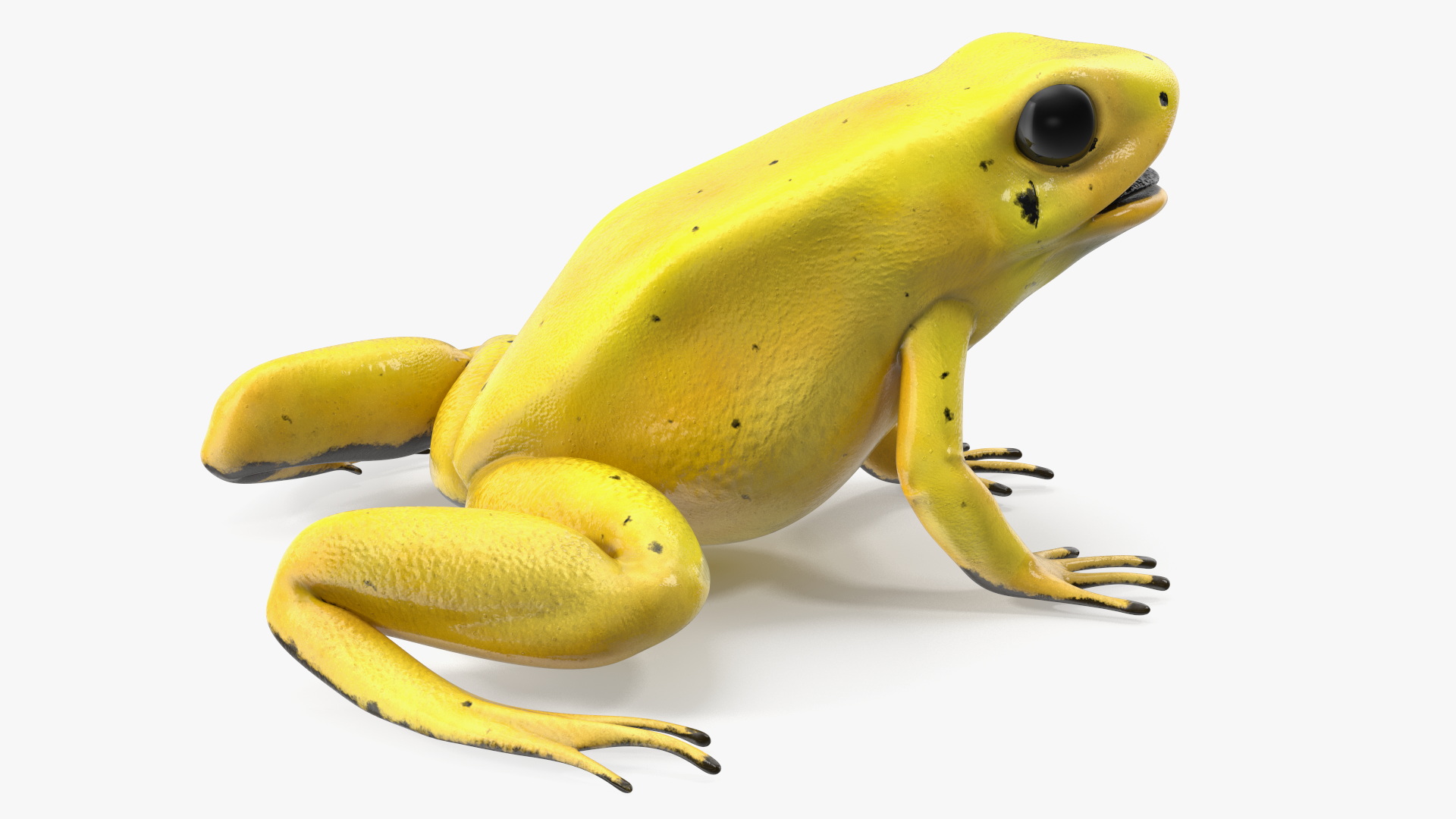 Golden Dart Frog Rigged for Maya 3D