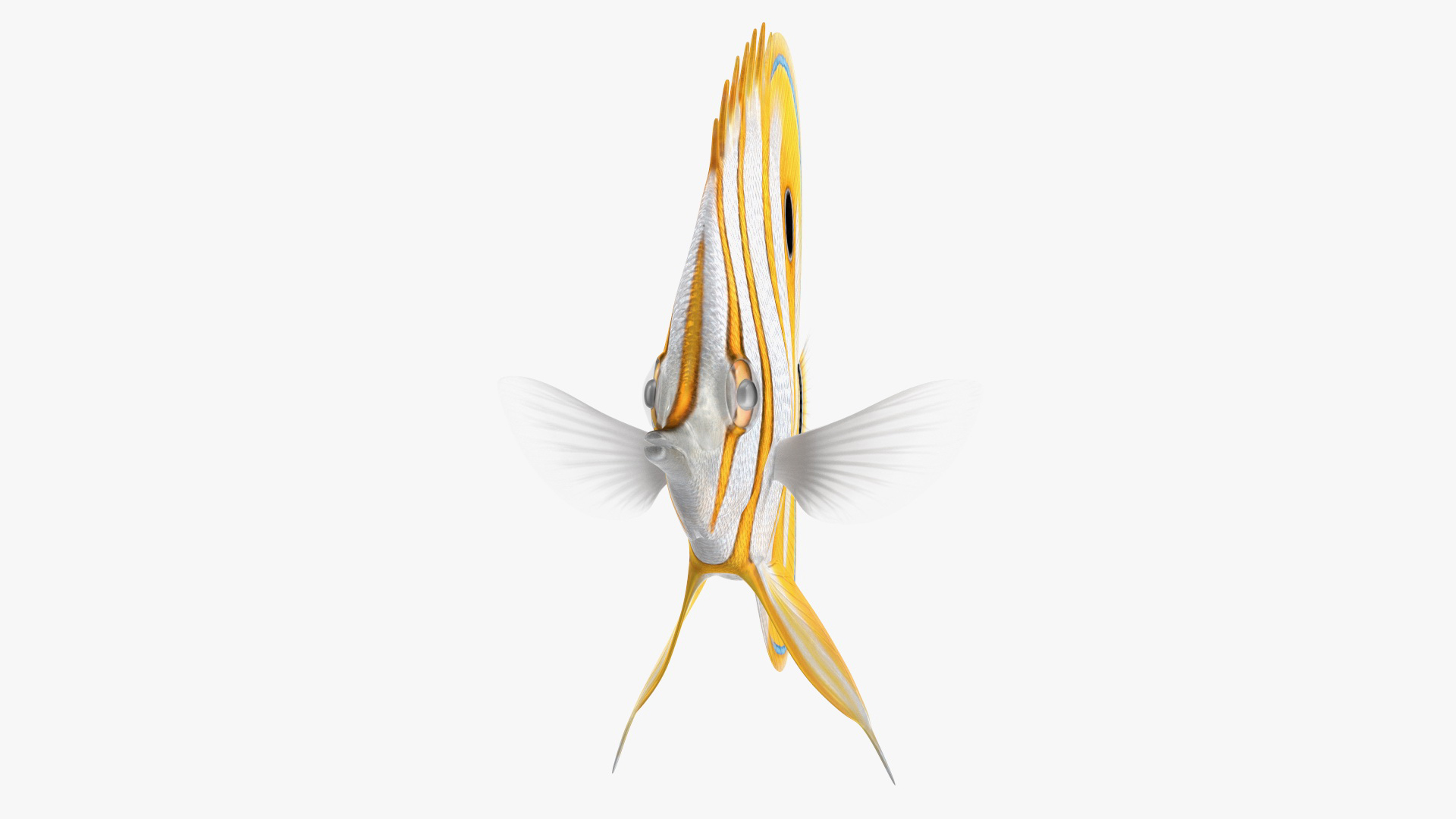 3D model Copperband Butterflyfish Rigged for Modo