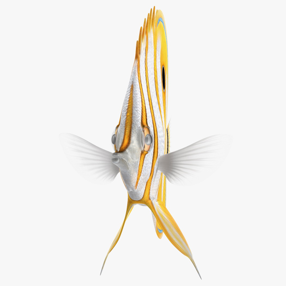 3D model Copperband Butterflyfish Rigged for Modo