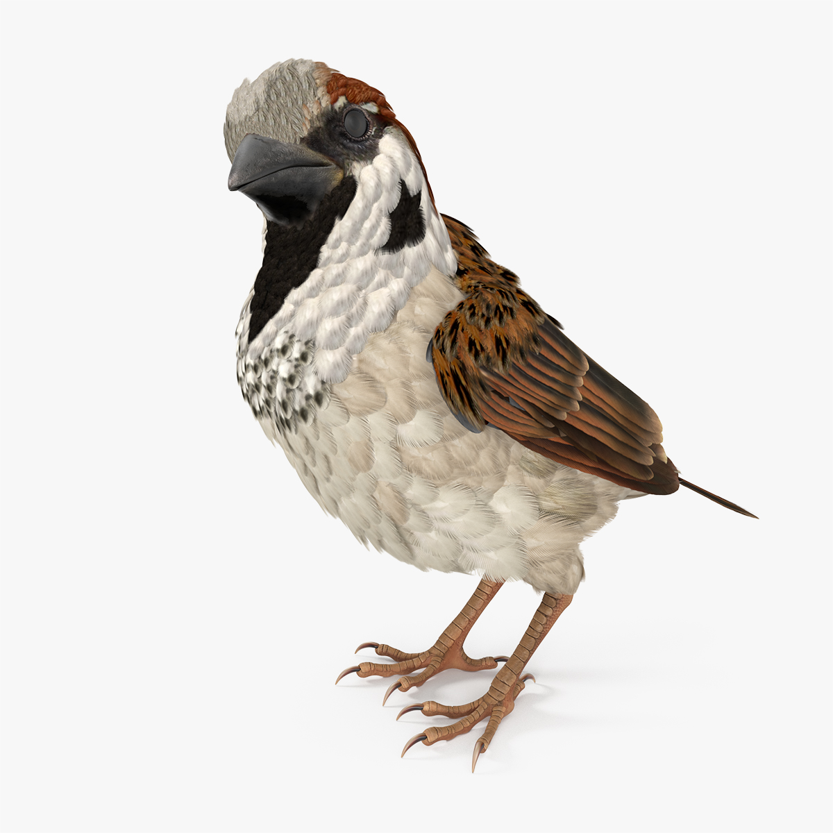 Sparrow Pose 3D Model, view 6