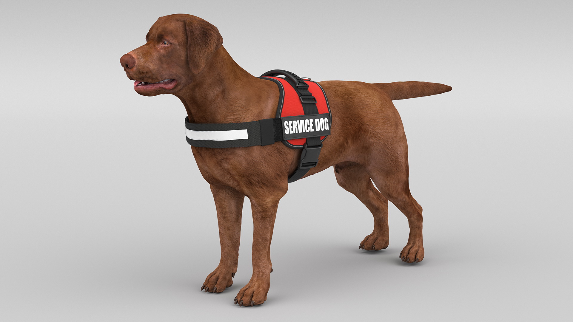 3D Service Dog with Harness Fur model