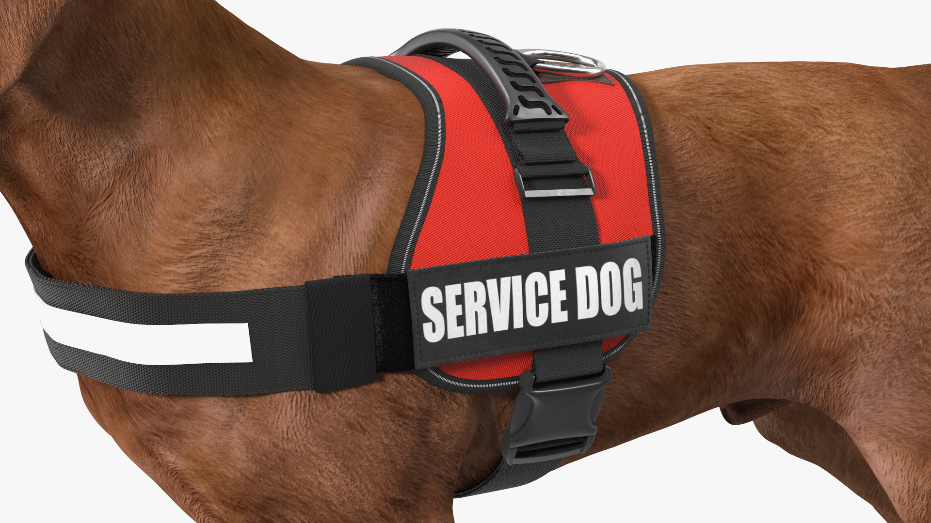 3D Service Dog with Harness Fur model