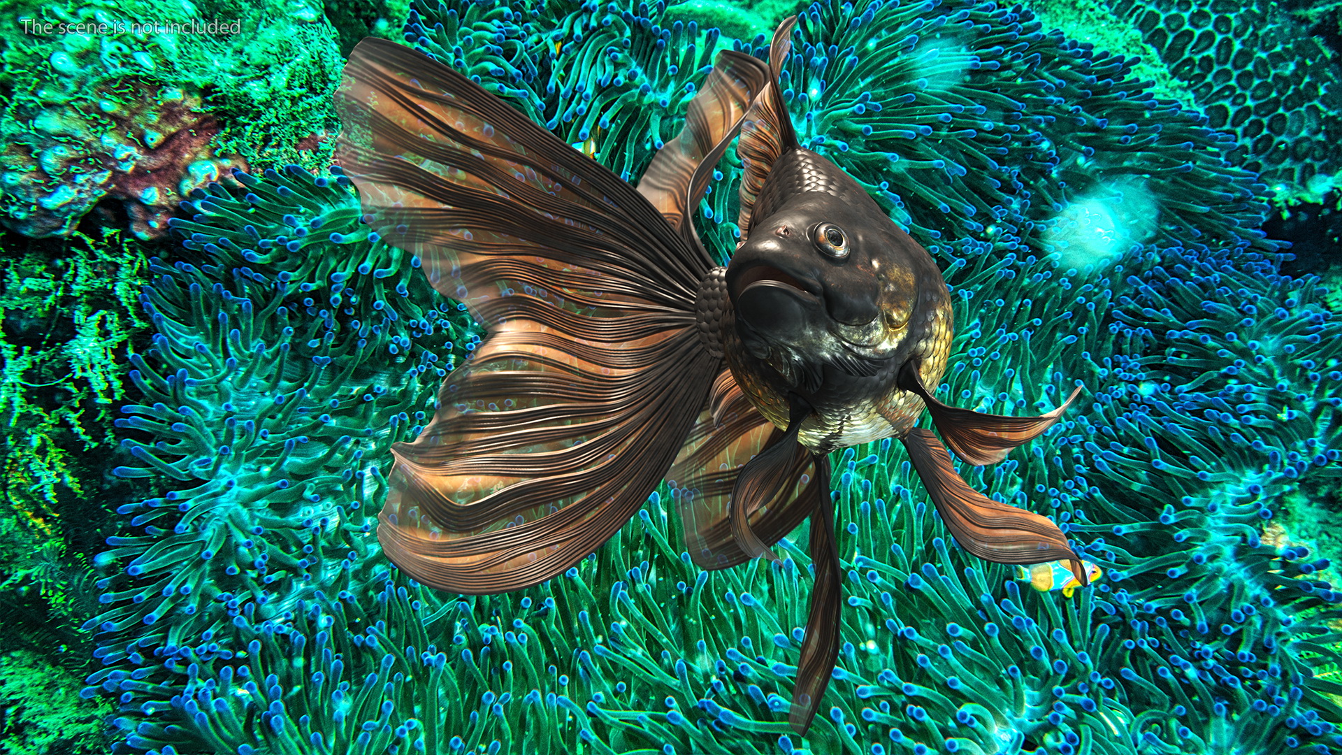 3D Black Moor Goldfish Rigged