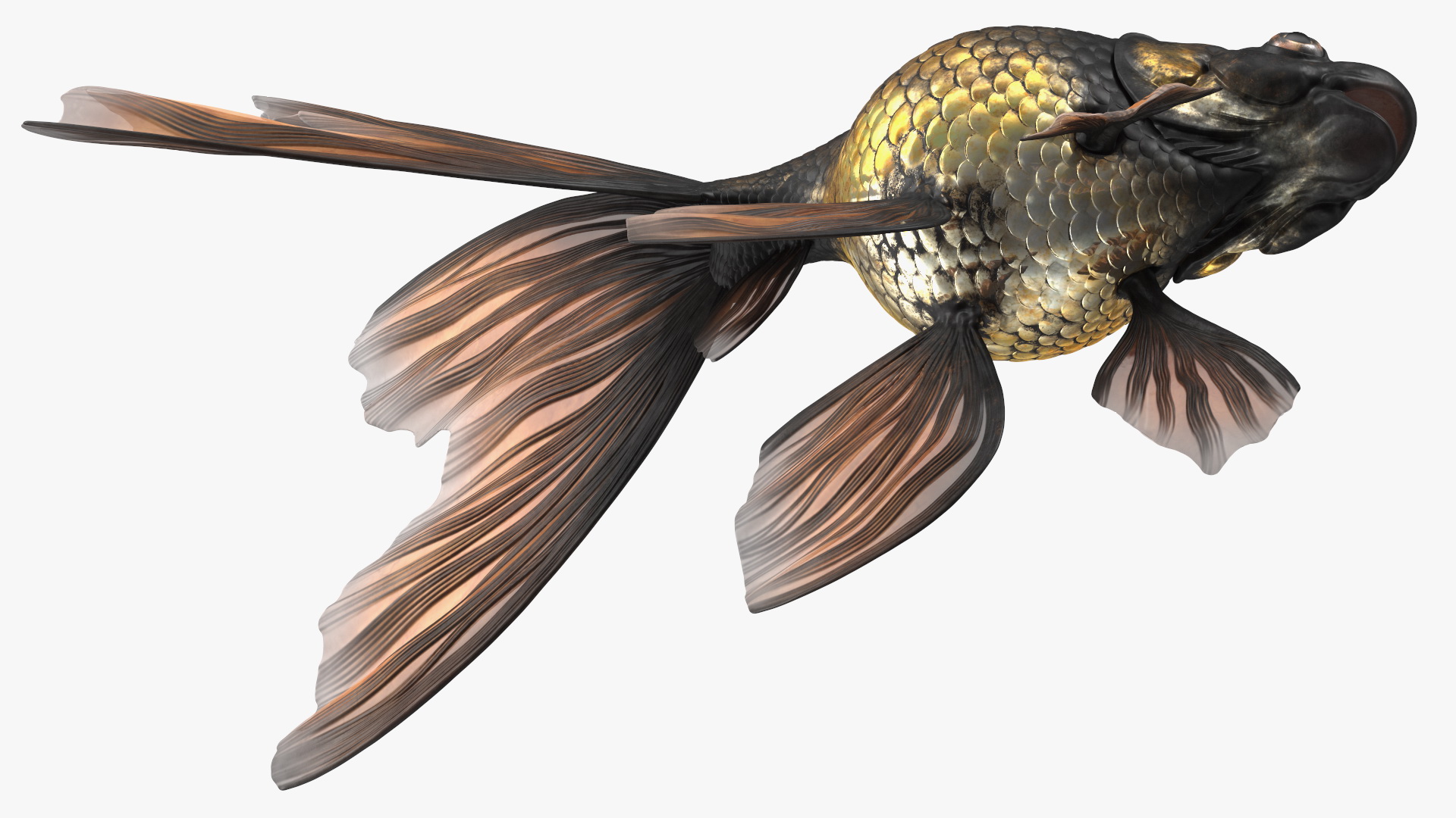 3D Black Moor Goldfish Rigged