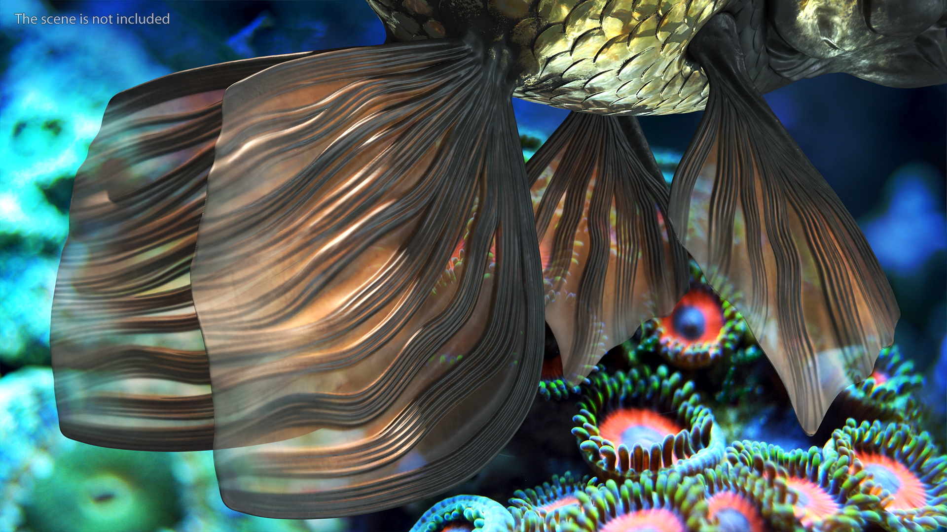 3D Black Moor Goldfish Rigged